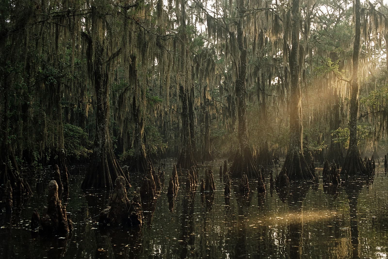 Cypress knees in black water with Spanish moss.